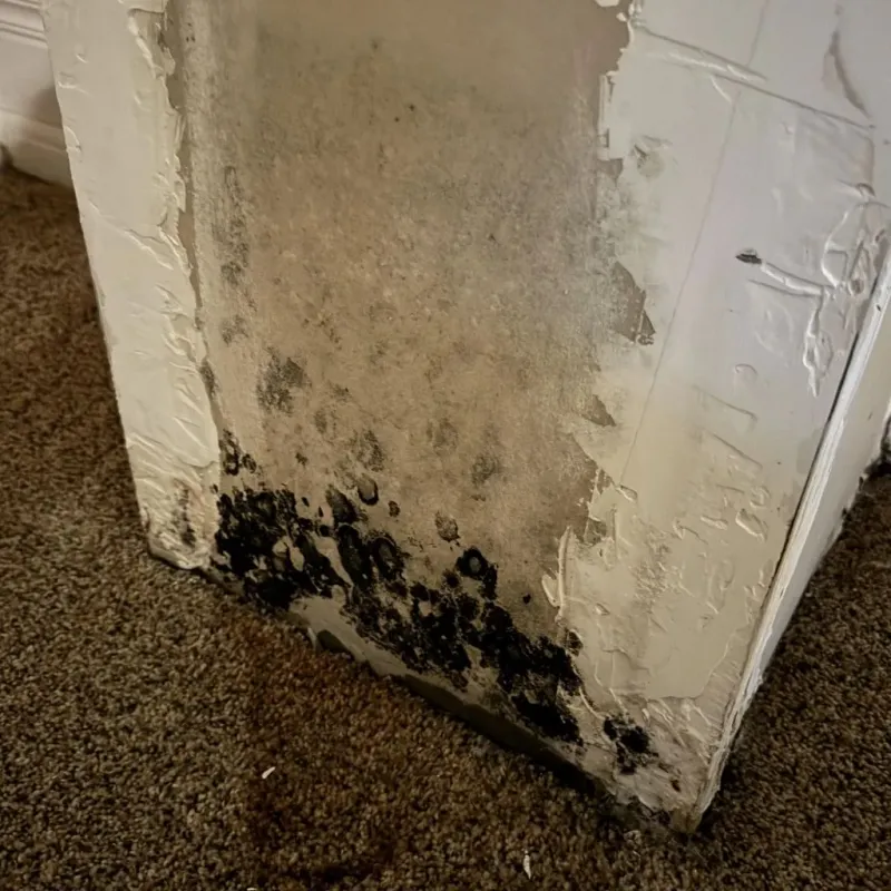 Professional Mold Removal in Clark County, NV